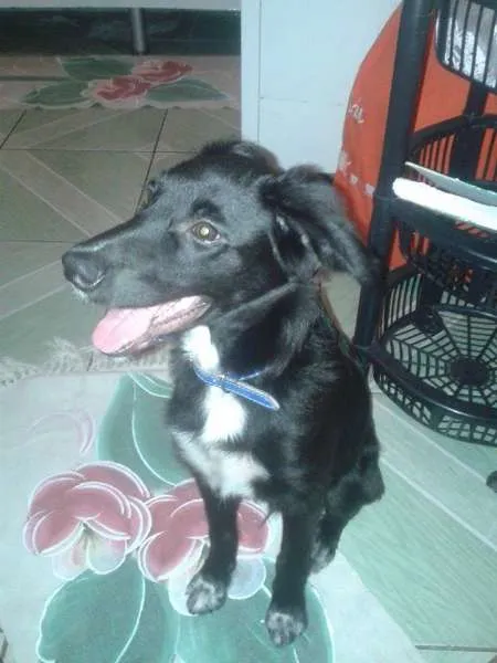 Cachorro ra a Raça não Definda idade 2 a 6 meses nome Sirius