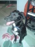 Sirius