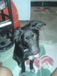 Sirius
