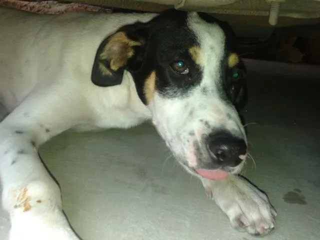 Cachorro ra a srd idade 2 a 6 meses nome sem nome