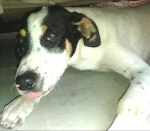 Cachorro raça srd idade 2 a 6 meses nome sem nome