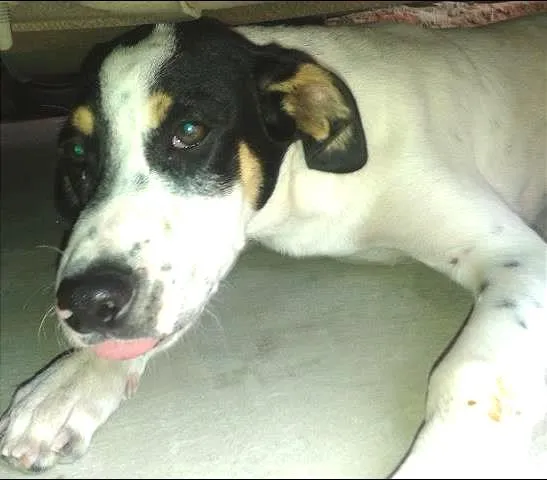 Cachorro ra a srd idade 2 a 6 meses nome sem nome
