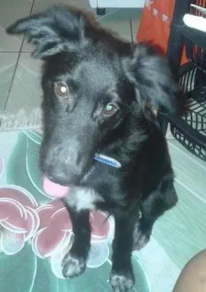 Cachorro raça Raça não Definda idade 2 a 6 meses nome Sirius