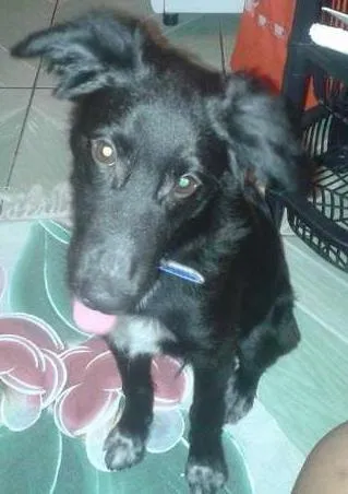 Cachorro ra a Raça não Definda idade 2 a 6 meses nome Sirius