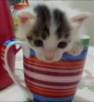 Gato raça Vira Lata idade Abaixo de 2 meses nome Jujuba