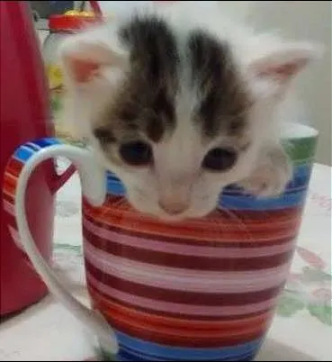 Gato ra a Vira Lata idade Abaixo de 2 meses nome Jujuba
