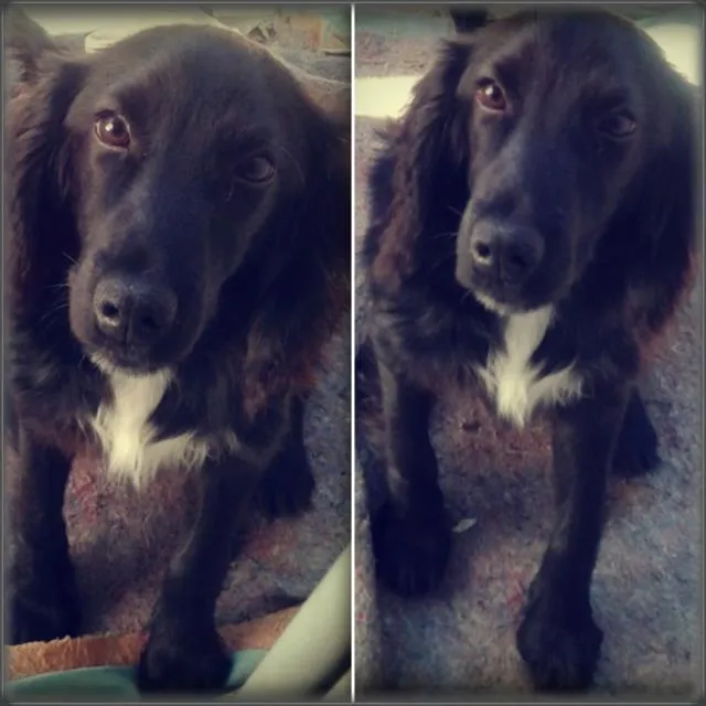 Cachorro ra a cocker spaniel idade 7 a 11 meses nome Lucky