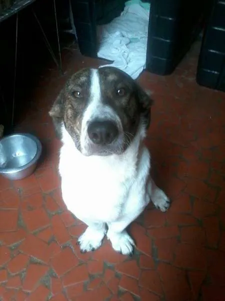 Cachorro ra a mix de  idade 7 a 11 meses nome Negão