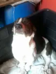 Negão