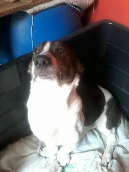 Cachorro ra a mix de  idade 7 a 11 meses nome Negão
