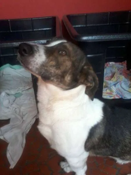 Cachorro ra a mix de  idade 7 a 11 meses nome Negão