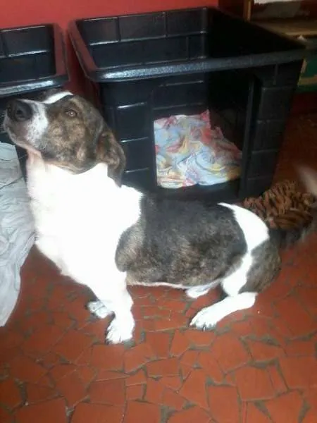 Cachorro ra a mix de  idade 7 a 11 meses nome Negão