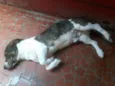 Negão
