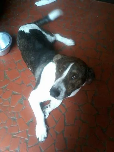 Cachorro ra a mix de  idade 7 a 11 meses nome Negão