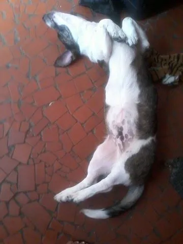 Cachorro ra a mix de  idade 7 a 11 meses nome Negão