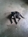 Mellanie