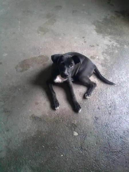 Cachorro ra a sem raça definida idade 2 a 6 meses nome Mellanie