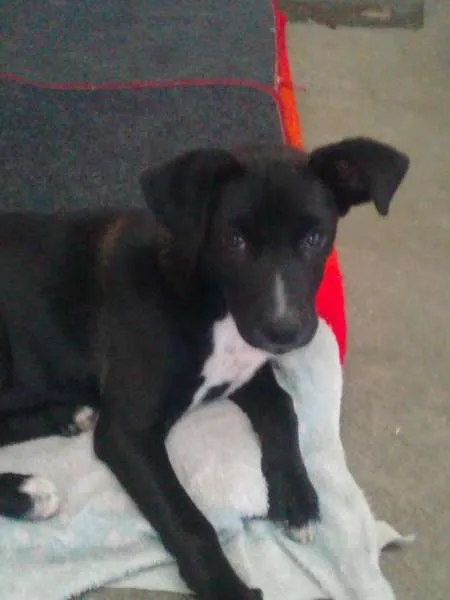 Cachorro ra a sem raça definida idade 2 a 6 meses nome Mellanie
