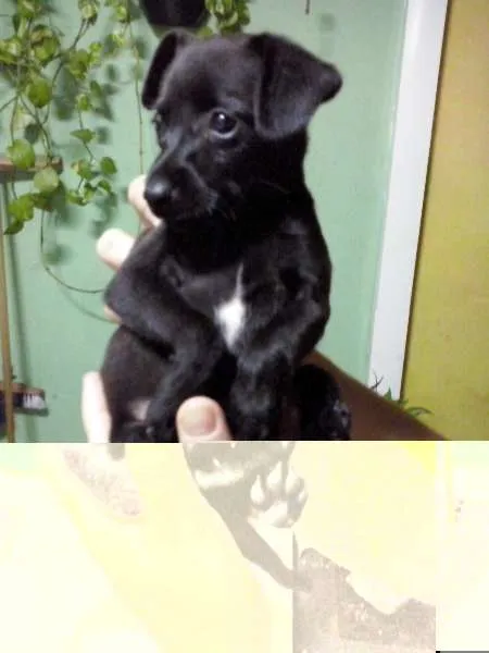 Cachorro ra a indefinida idade Abaixo de 2 meses nome sem nome