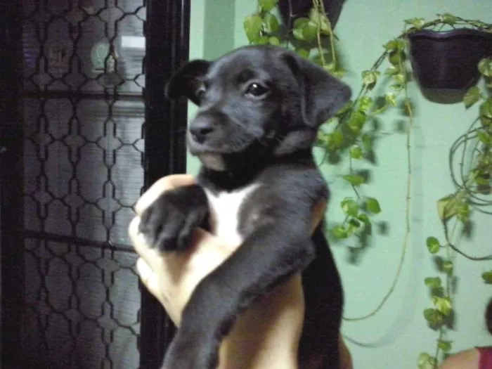 Cachorro ra a indefinida idade Abaixo de 2 meses nome sem nome