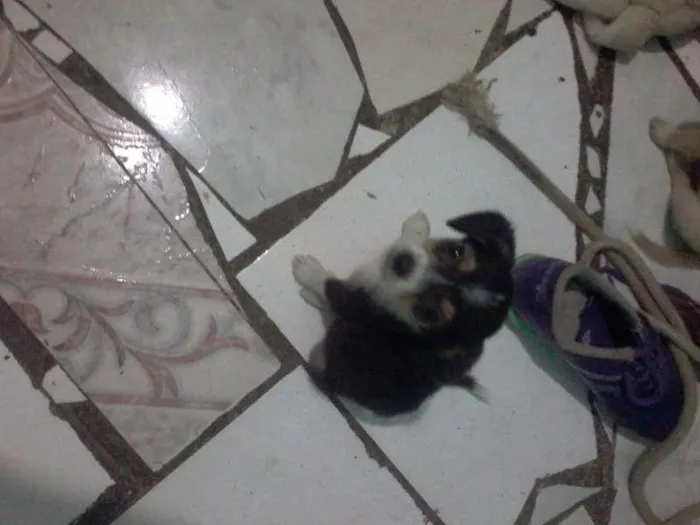 Cachorro raça SRD idade 2 a 6 meses nome estela,rosinha e dinah