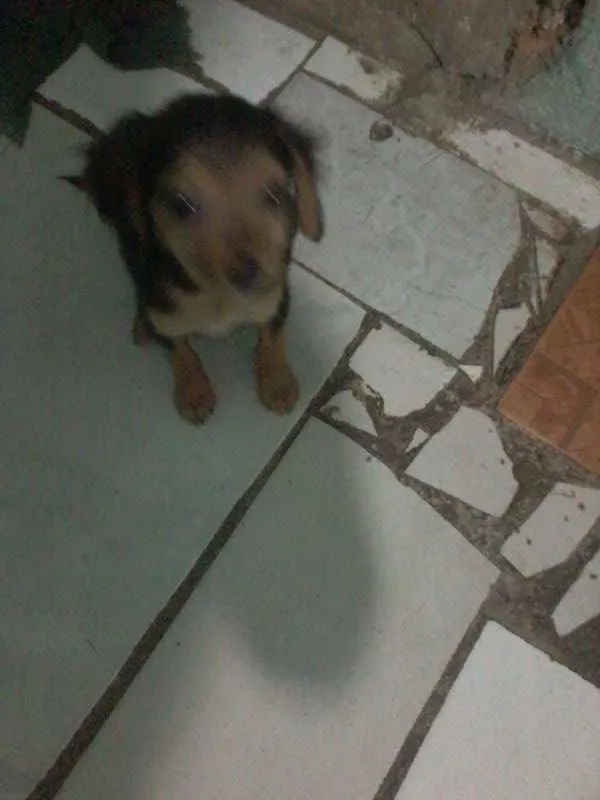 estela,rosinha e dinah