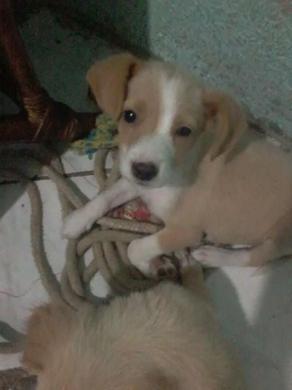 Cachorro raça SRD idade 2 a 6 meses nome estela,rosinha e dinah