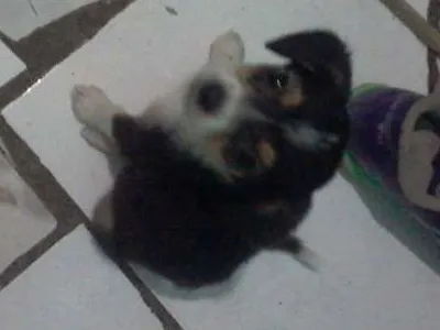 Cachorro raça SRD idade 2 a 6 meses nome estela,rosinha e dinah