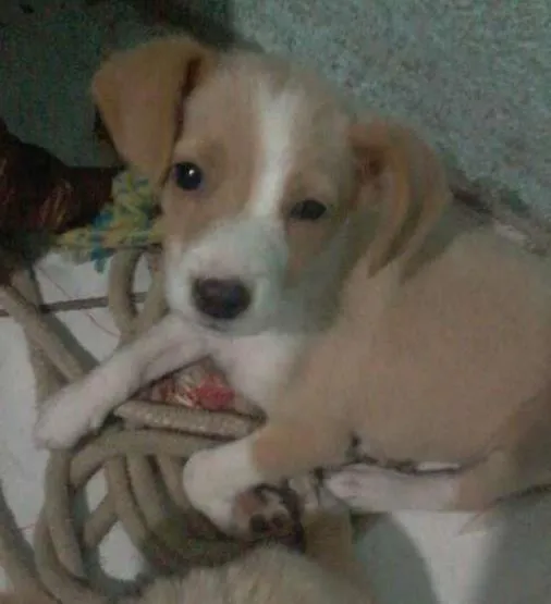 Cachorro raça SRD idade 2 a 6 meses nome estela,rosinha e dinah