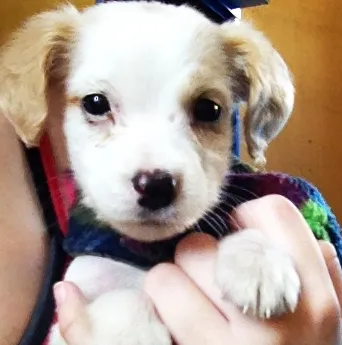 Cachorro ra a SRD idade 2 a 6 meses nome Princesa