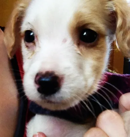 Cachorro ra a SRD idade 2 a 6 meses nome Princesa