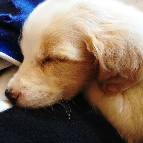 Cachorro ra a SRD idade 2 a 6 meses nome Princesa