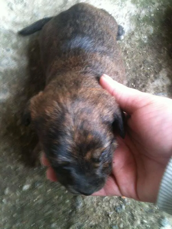 Cachorro ra a SRD idade 2 a 6 meses nome Sem nome