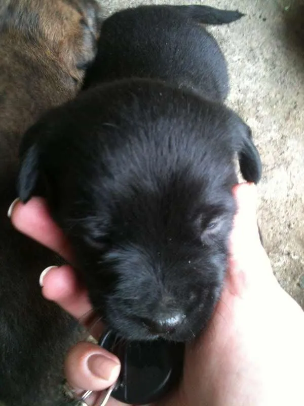Cachorro ra a SRD idade 2 a 6 meses nome Sem nome