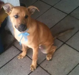 Cachorro raça  idade 2 a 6 meses nome Tod