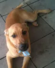 Tod