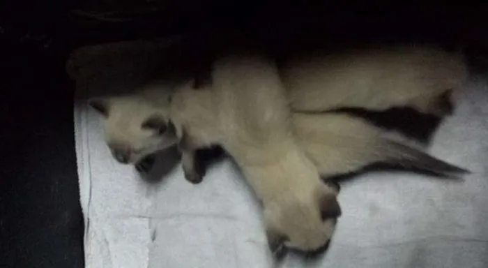 Gato ra a Siamês idade Abaixo de 2 meses nome não tem