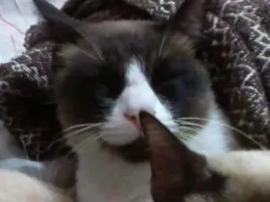Gato raça ciames idade 6 ou mais anos nome Xuxa