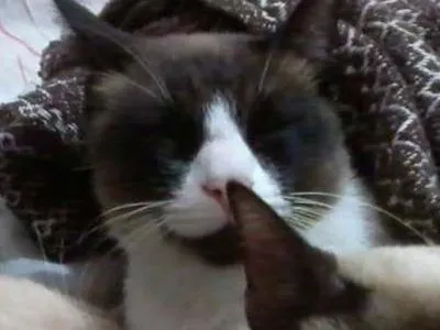 Gato ra a ciames idade 6 ou mais anos nome Xuxa