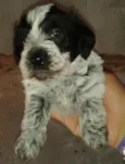 betowen. megui. bobi