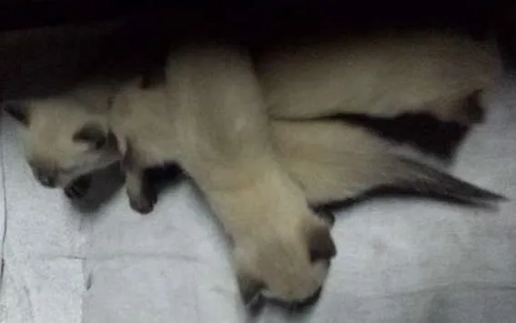Gato ra a Siamês idade Abaixo de 2 meses nome não tem