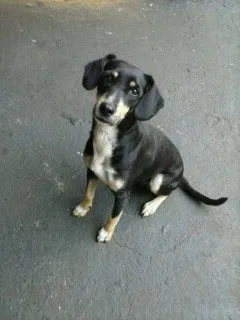 Cachorro ra a Sem Raça Definida idade 3 anos nome Raika