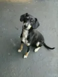 Raika