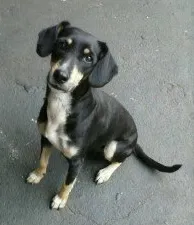 Cachorro ra a Sem Raça Definida idade 3 anos nome Raika