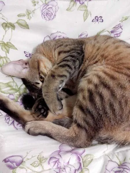 Gato raça mestiço com bengal idade 7 a 11 meses nome Horus e Wolwerine