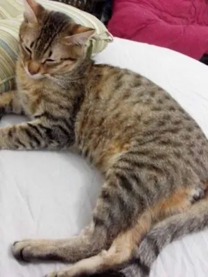 Gato raça mestiço com bengal idade 7 a 11 meses nome Horus e Wolwerine