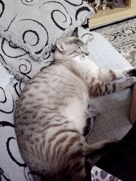 Gato raça mestiço com bengal idade 7 a 11 meses nome Horus e Wolwerine