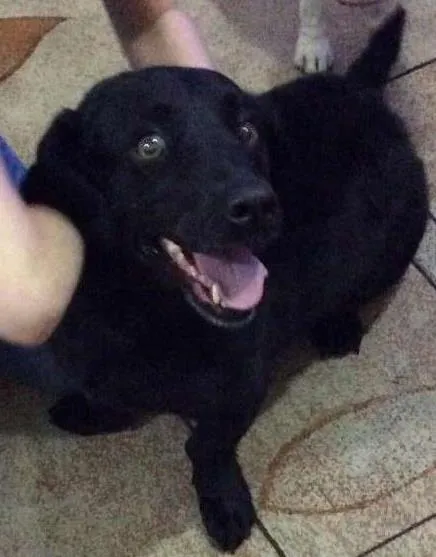 Cachorro ra a Não definida idade 4 anos nome Negão