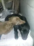 Mishone e Nazus