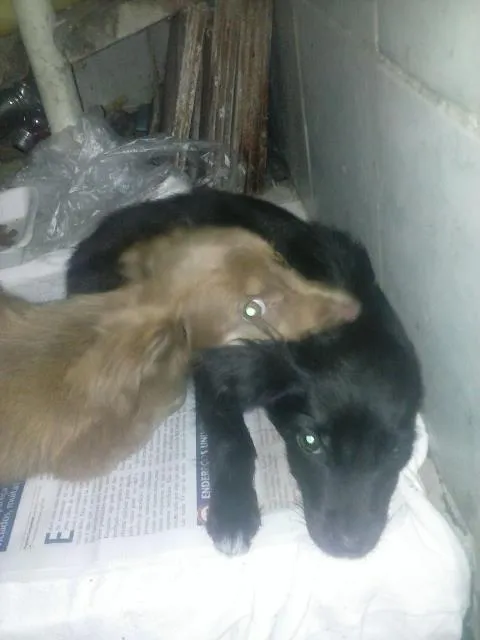 Cachorro ra a vira lata idade 2 a 6 meses nome Mishone e Nazus